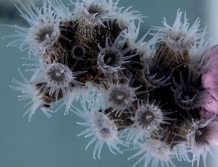 Фото проекту Atlas. Epizoanthus martinsae (вид коралових поліпів) живе на чорних коралах на глибині майже 400 метрів