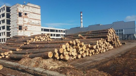 СБУ прикрыла крупный теневой канал экспорта древесины