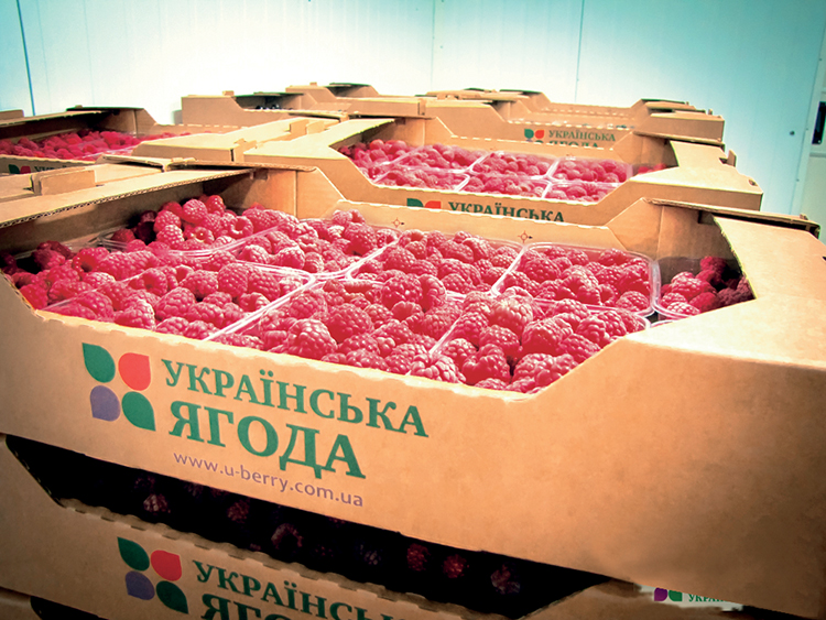 На Житомирщине началось строительство комплекса  по шоковой заморозке ягод