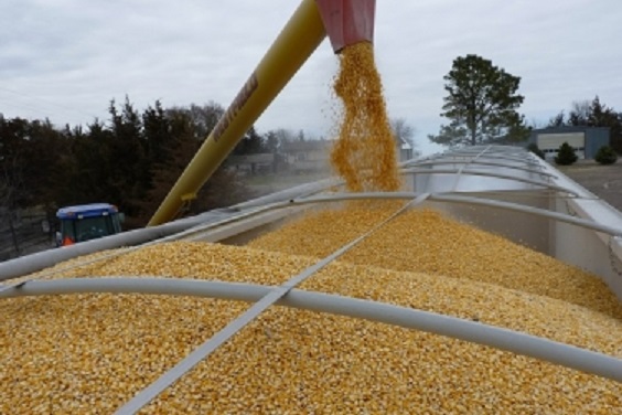 Трейдеры выбрали более 36% квоты на экспорт пшеницы 