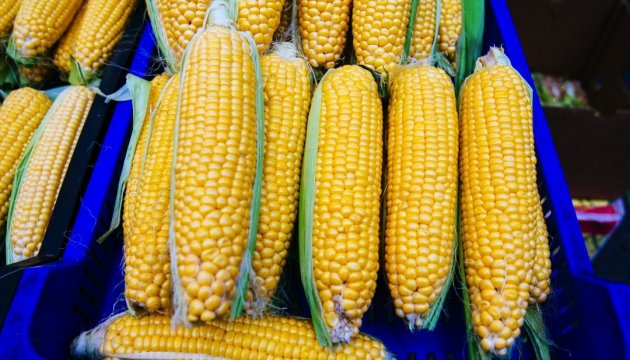 Зарубежные инвесторы вложат 14 млн долларов США в строительство завода по переработке кукурузы 