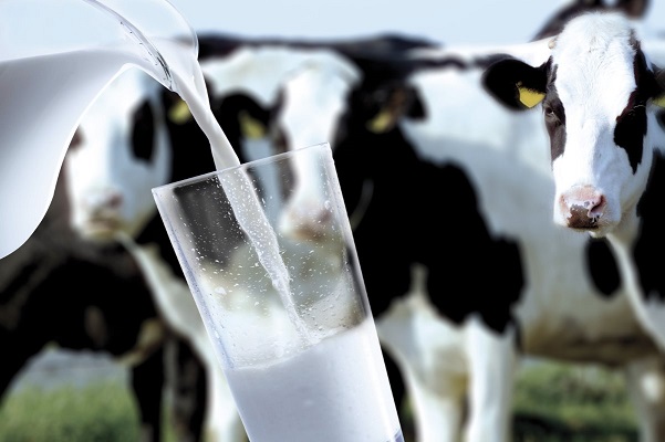 В Украине прогнозируют дефицит молока-сырья 