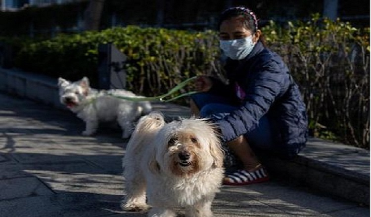 Госпотребслужба запретила ввозить в Украину животных из Китая 