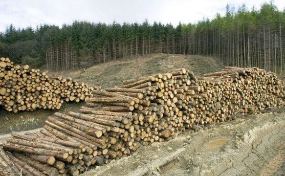 Объем незаконных рубок украинских лесов уменьшился на 34% 