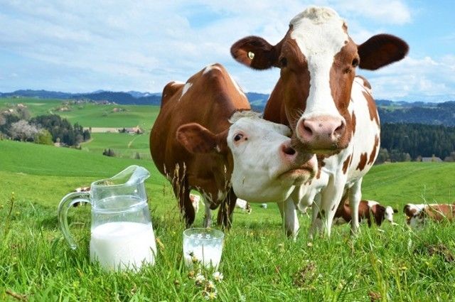 Украинские молокозаводы вынуждены закупать молоко у поляков