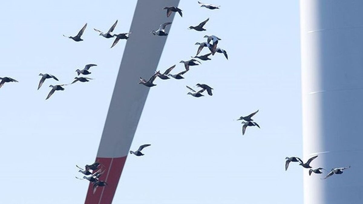 Компанія DHI запровадила технологію захисту птахів при роботі вітрових турбін з використанням штучного інтелекту