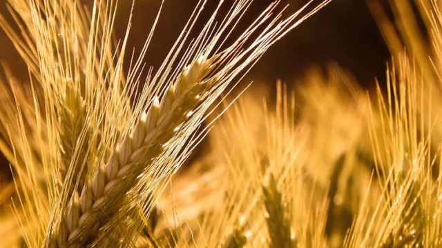 В Украине запасы зерна выросли на 11% - Госстат