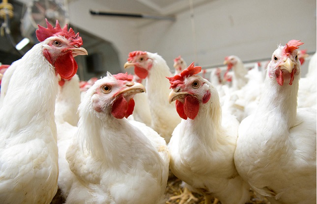 Україна обмежила імпорт м'яса птиці із США 