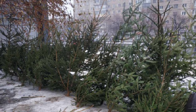 Госэкоинспекция оштрафовала 177 человек за незаконную торговлю новогодними елками
