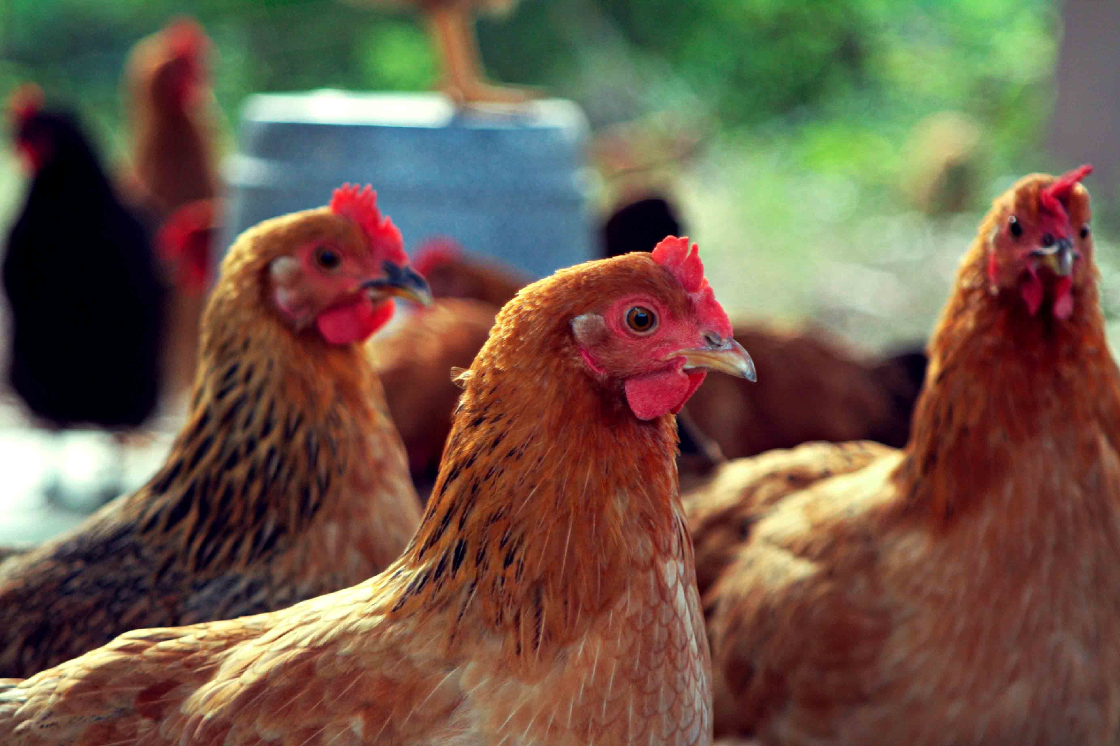 В Украину запрещено ввозить мясо птицы из Польши