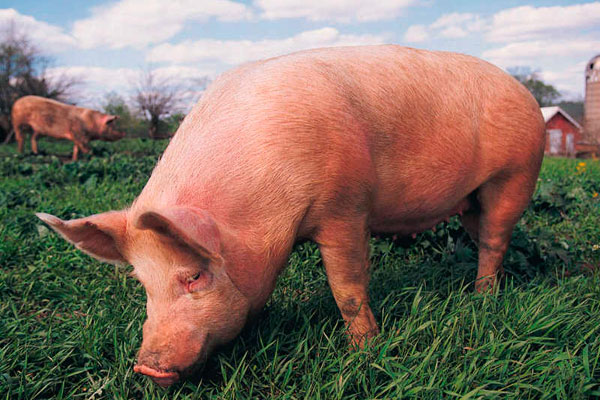 Румыния отказалась от украинской свинины