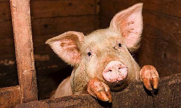 Цены на свинину продолжают расти